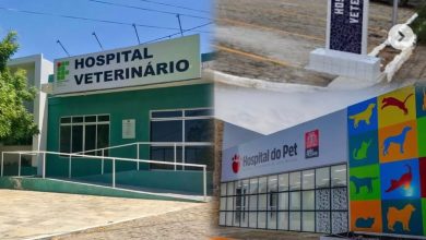 Campina Grande carece de hospital veterinário público e protetores cobram ação da Prefeitura