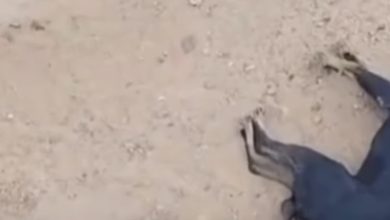 Moradores denunciam envenenamento de animais na Serra de Joaquim Vieira 1 e 2, em São José da Mata