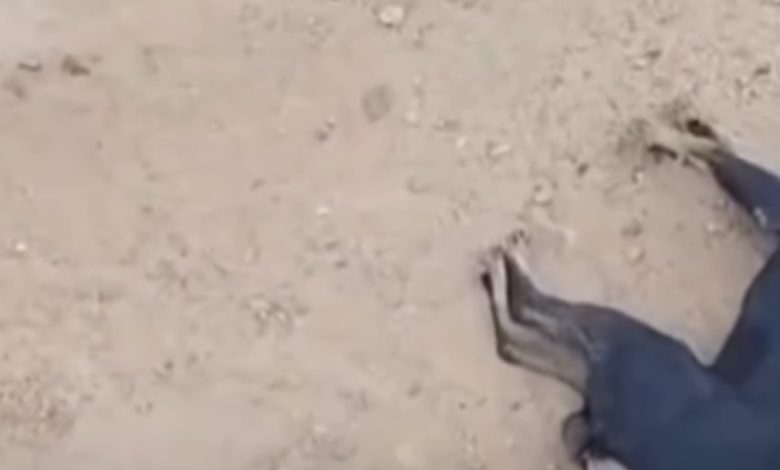 Moradores denunciam envenenamento de animais na Serra de Joaquim Vieira 1 e 2, em São José da Mata